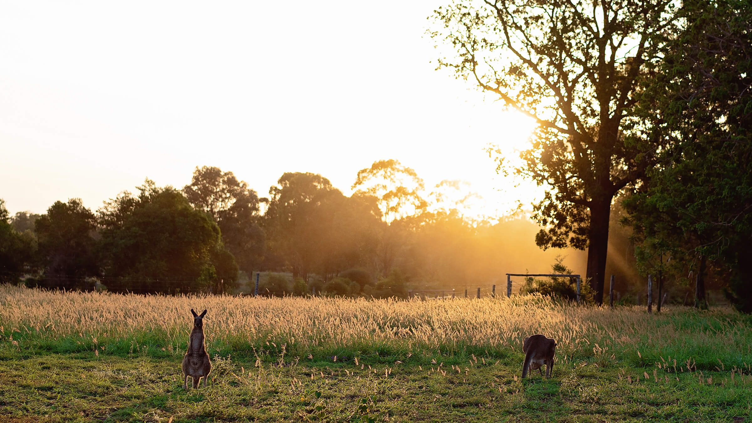 States of transition – Renewable energy progress across Australian jurisdictions